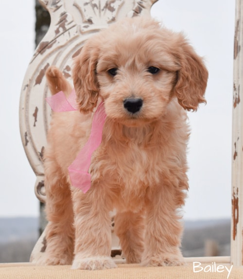 Goldendoodle Puppies Available Now