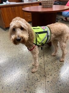 Honey the educational assistant dog, one of Platinum Goldendoodles past pups
