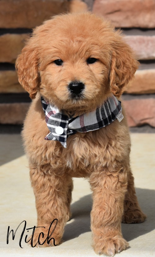 Goldendoodle Puppies Looking for Forever Families