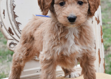 Goldendoodles Ready Now | Goldendoodles Available | Goldendoodle Puppies