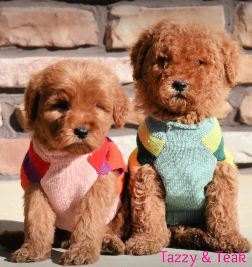 Goldendoodle Puppies Now Available