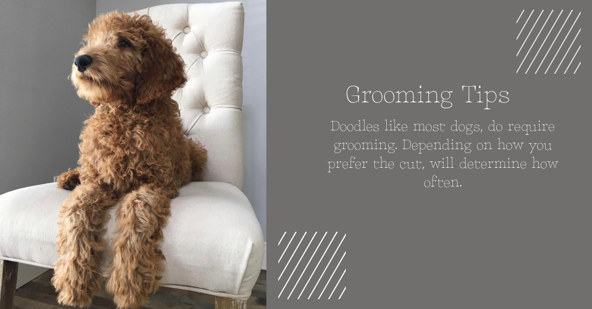 Grooming your Goldendoodle