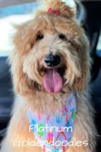 kimber the goldendoodle
