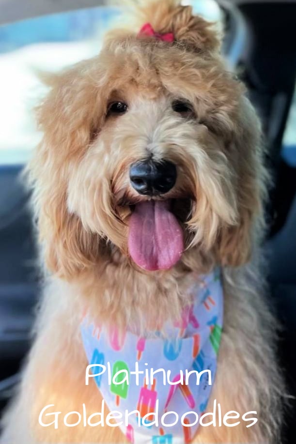 kimber the goldendoodle from platinum goldendoodles