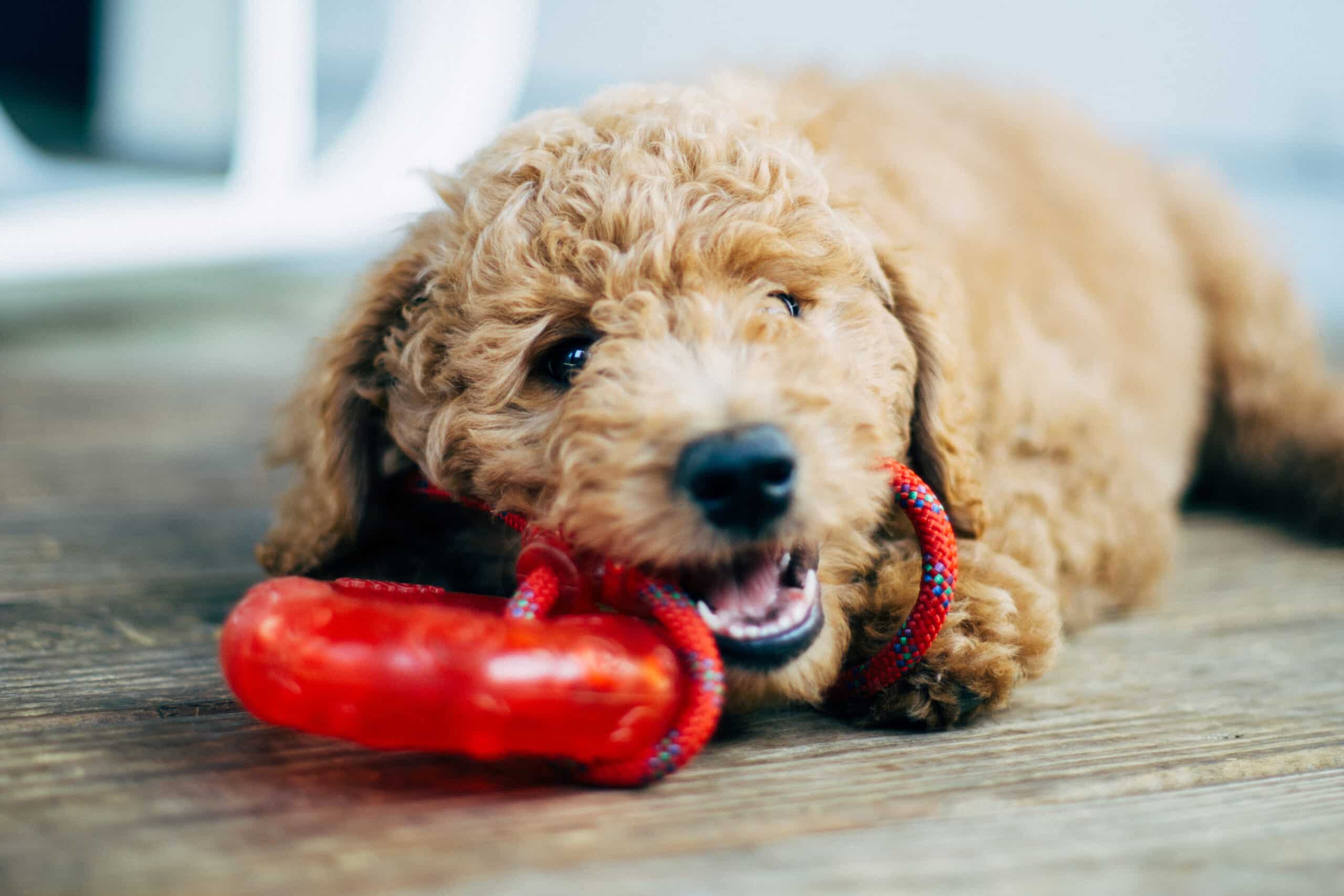 happy goldendoodle puppy from platinum goldendoodles