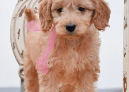 The Perfect Goldendoodle Puppy
