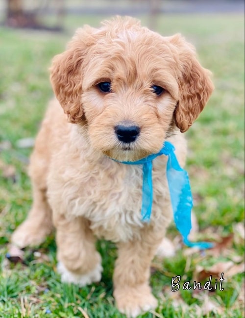 goldendoodle bandit