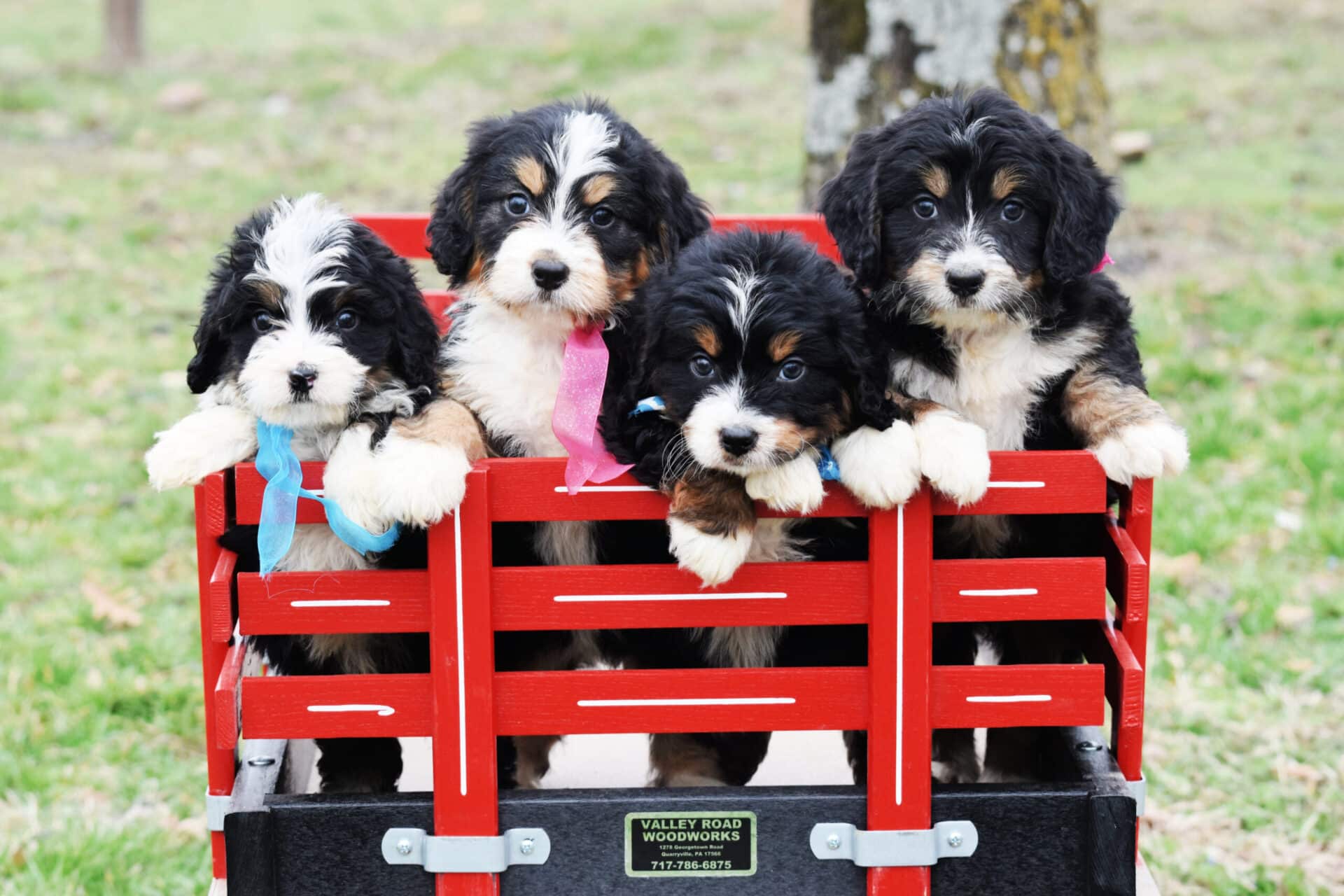 bernedoodle puppies in a wagon, from platinum goldendoodles