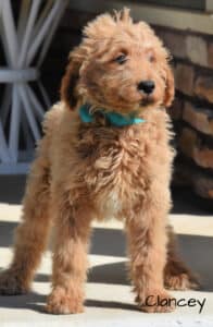 F1b and F1 Goldendoodle puppies available now!
