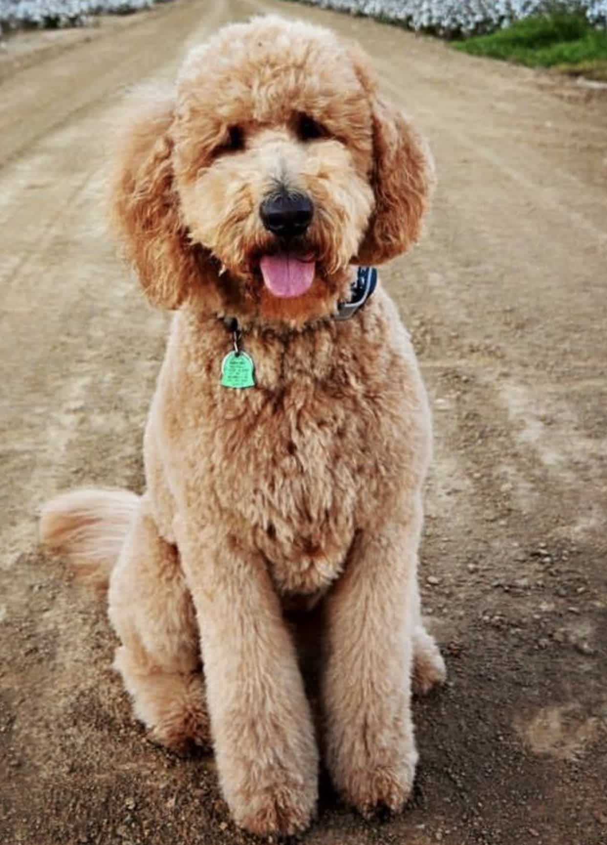 platinum goldendoodles grooming tips