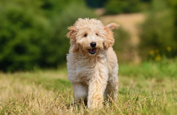 platinum goldendoodle puppies happy and healthy