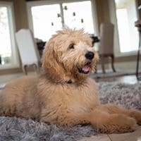 Goldendoodles are great for the entire family!