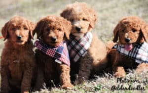 Looking for the perfect Goldendoodle Puppy? | Goldendoodle Puppies
