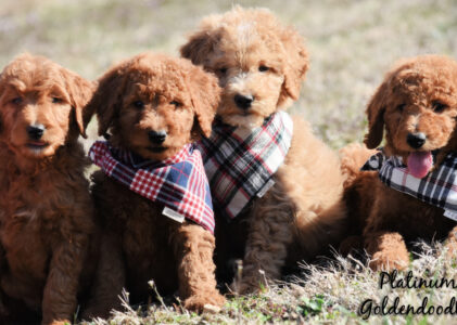 Available Goldendoodles Puppies