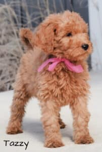 F1b and F1 Goldendoodle puppies available now!
