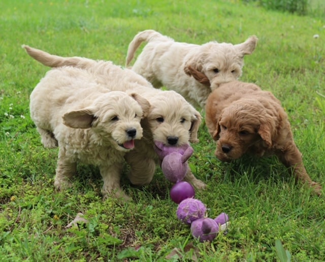 Platinum goldendoodles playing