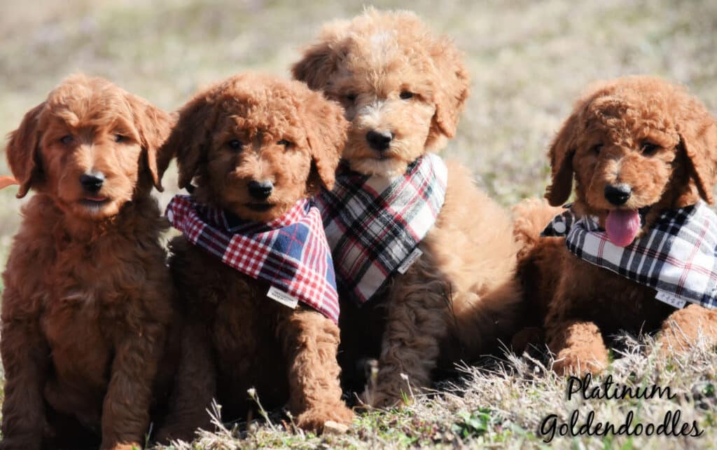 Goldendoodle Puppy Deposits