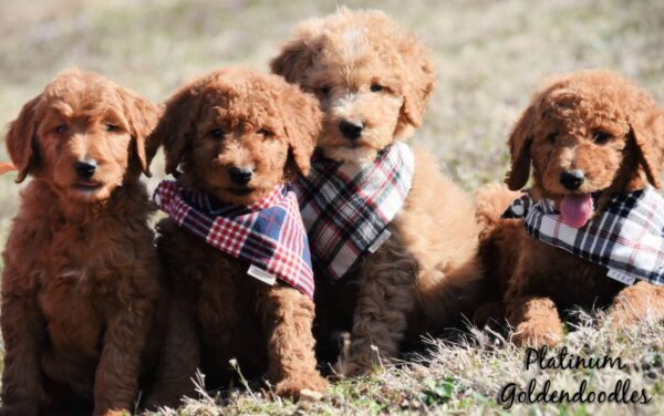 Goldendoodle Puppy Deposit