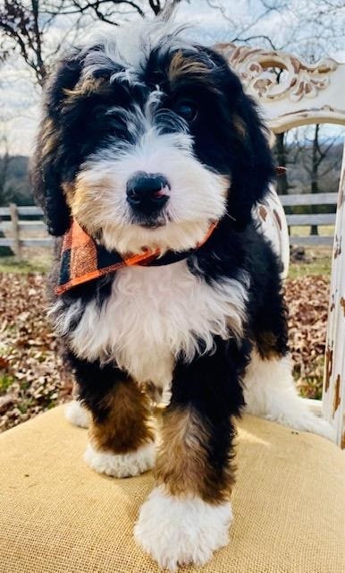 platinum goldendoogles bernedoodles