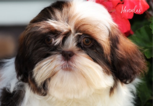 Shih tzu puppies