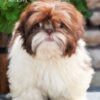 Shih Tzu puppies