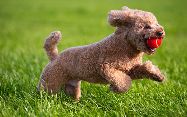 platinum goldendoodle puppies happy and healthy