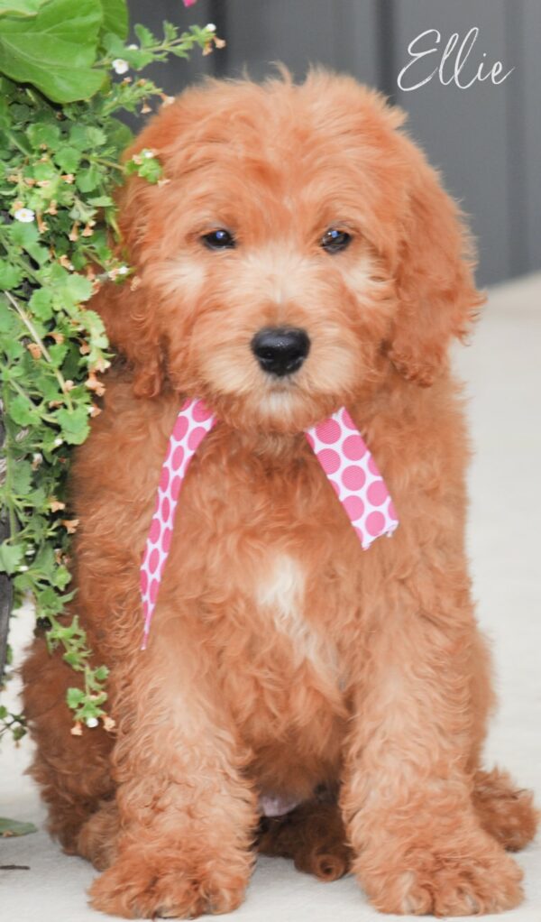 Goldendoodle Puppies Available Now