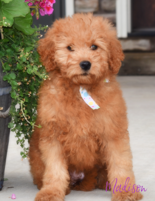 Goldendoodle Puppies Available Now