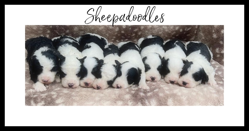 Sheepadoodle deposits and pricing