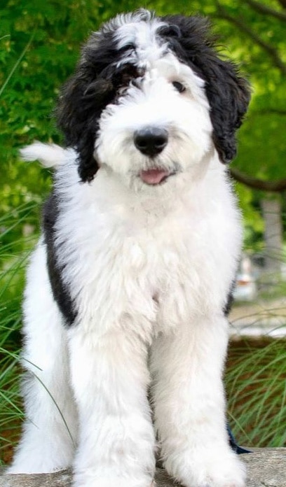 PGD Sheepadoodle