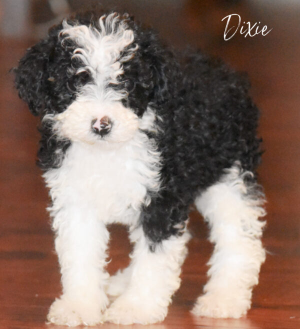 Dixie- Micro Mini Bernedoodle Girl