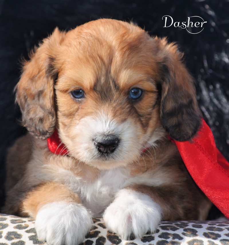 Dasher-Doxiepoo Boy