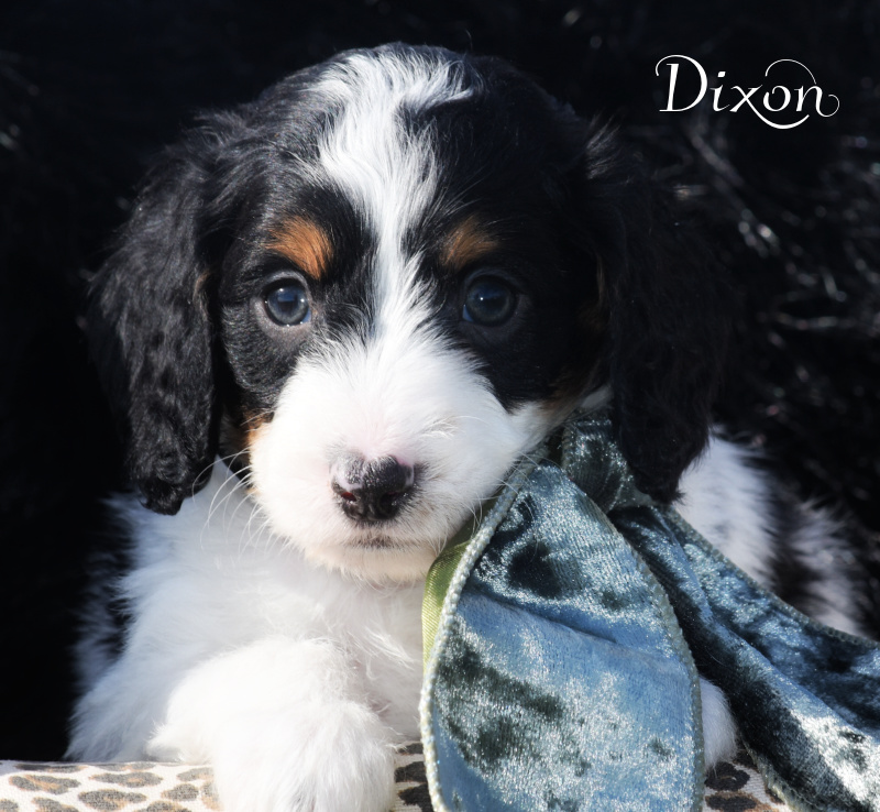 Dixon-Doxiepoo Boy