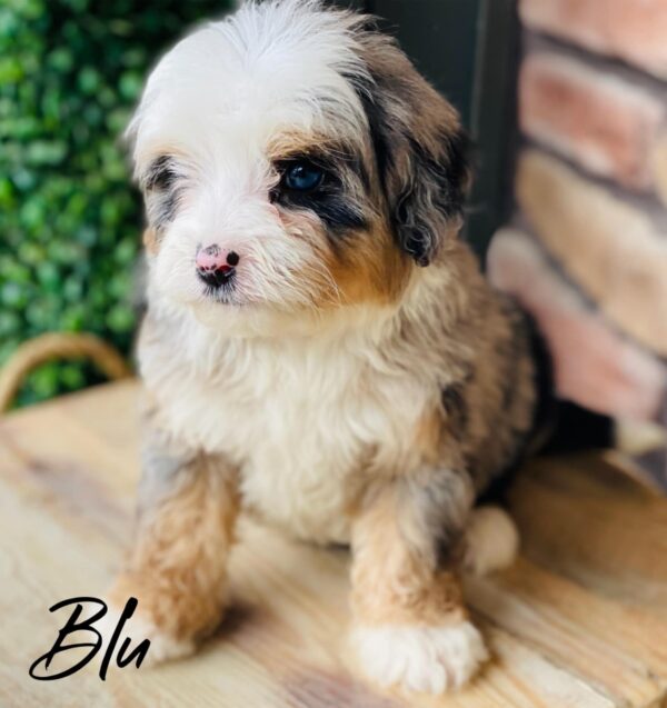 Blu.