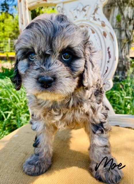 Moe is a charming Blue Merle Cavapoo boy and he has the sweetest most loveable personality to match his look.