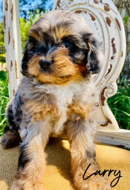 Larry has stunning Blue Merle Tri Cavapoo with all the coloring. Larry has a thick teddy bear face on him, some adorable sad eyes, and an overall fantastic coat.