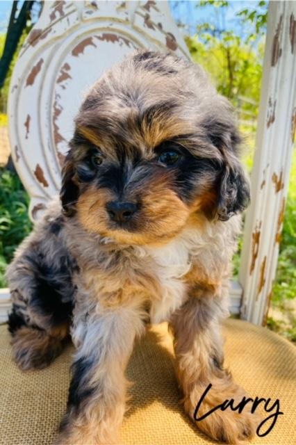 Larry has stunning Blue Merle Tri Cavapoo with all the coloring. Larry has a thick teddy bear face on him, some adorable sad eyes, and an overall fantastic coat.