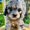Moe is a charming Blue Merle Cavapoo boy and he has the sweetest most loveable personality to match his look.