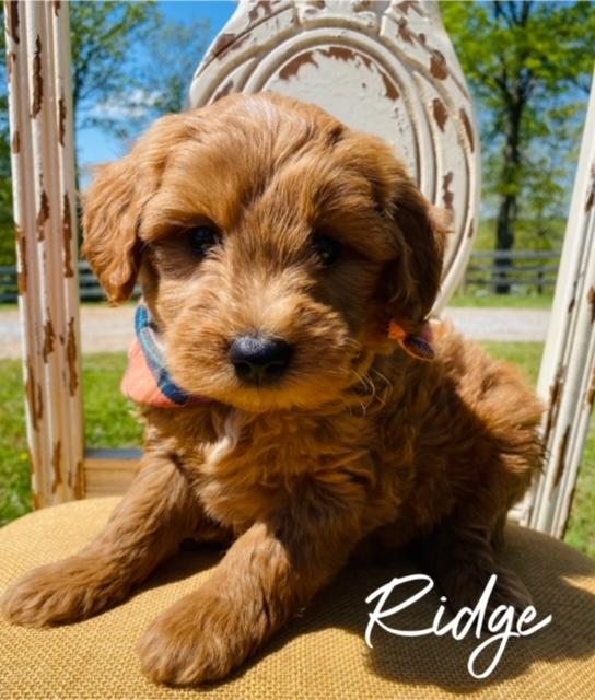 Ridge is dark apricot/red in color and has a thick teddy bear face.