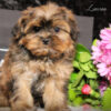 shorkies for sale | shorkies available now | shorkie puppies