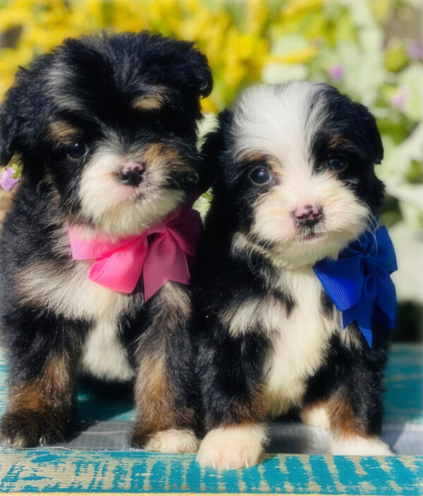 bernedoodle puppies for sale | bernedoodle puppies | bernedoodle breeders | mini bernedoodles for sale | mini bernedoodles puppies | mini bernedoodle puppies arkansas
