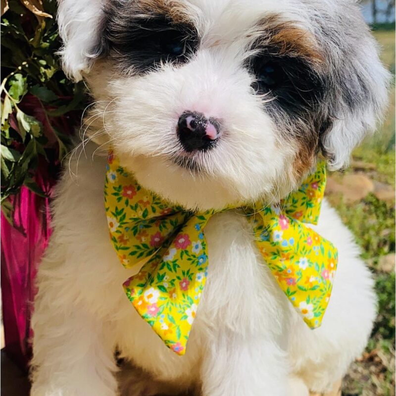 bernedoodle puppies for sale | bernedoodle puppies | bernedoodle breeders | mini bernedoodles for sale | mini bernedoodles puppies | mini bernedoodle puppies arkansas