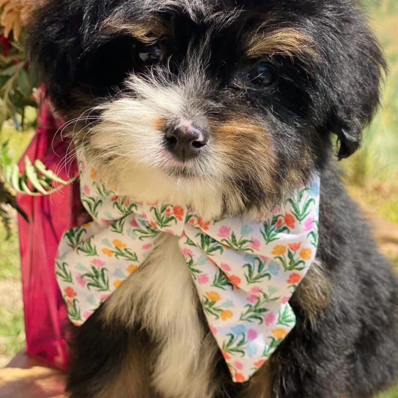 bernedoodle puppies for sale | bernedoodle puppies | bernedoodle breeders | mini bernedoodles for sale | mini bernedoodles puppies | mini bernedoodle puppies arkansas