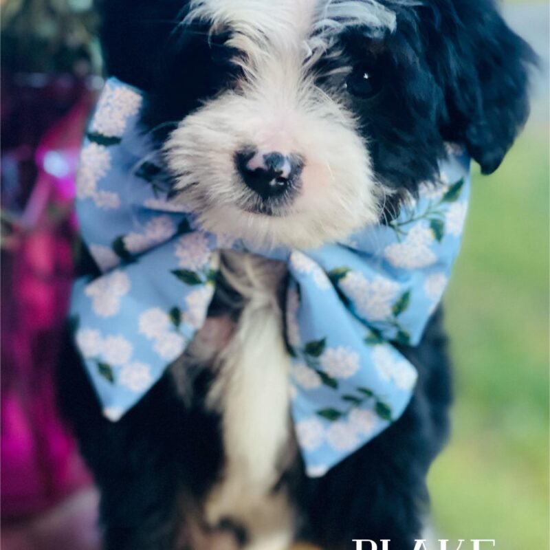 bernedoodle puppies for sale | bernedoodle puppies | bernedoodle breeders | mini bernedoodles for sale | mini bernedoodles puppies | mini bernedoodle puppies arkansas