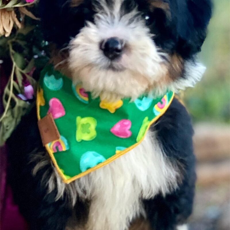 bernedoodle puppies for sale | bernedoodle puppies | bernedoodle breeders | mini bernedoodles for sale | mini bernedoodles puppies | mini bernedoodle puppies arkansas