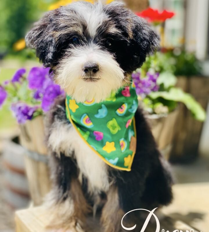 bernedoodle puppies for sale | bernedoodle puppies | bernedoodle breeders | mini bernedoodles for sale | mini bernedoodles puppies | mini bernedoodle puppies arkansas
