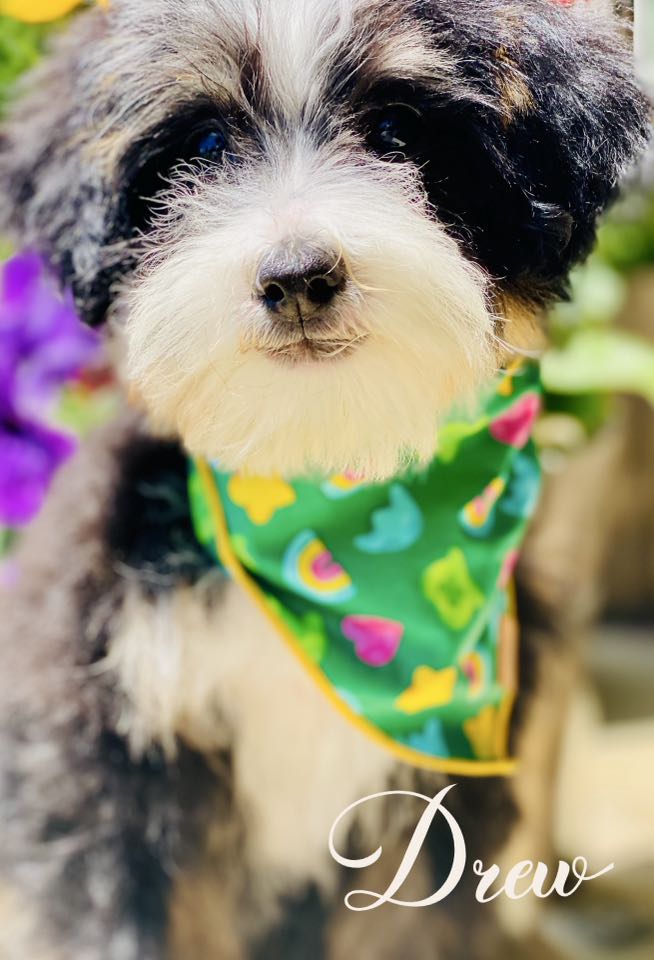 bernedoodle puppies for sale | bernedoodle puppies | bernedoodle breeders | mini bernedoodles for sale | mini bernedoodles puppies | mini bernedoodle puppies arkansas