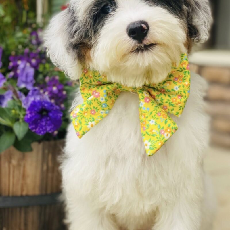 bernedoodle puppies for sale | bernedoodle puppies | bernedoodle breeders | mini bernedoodles for sale | mini bernedoodles puppies | mini bernedoodle puppies arkansas