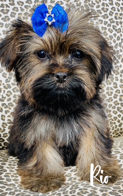 shorkie puppies | shorkie puppies available now | shorkie puppies for sale