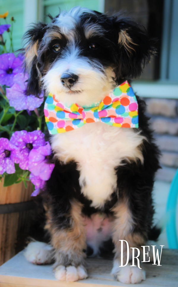 bernedoodle puppies for sale | bernedoodle puppies | bernedoodle breeders | mini bernedoodles for sale | mini bernedoodles puppies | mini bernedoodle puppies arkansas